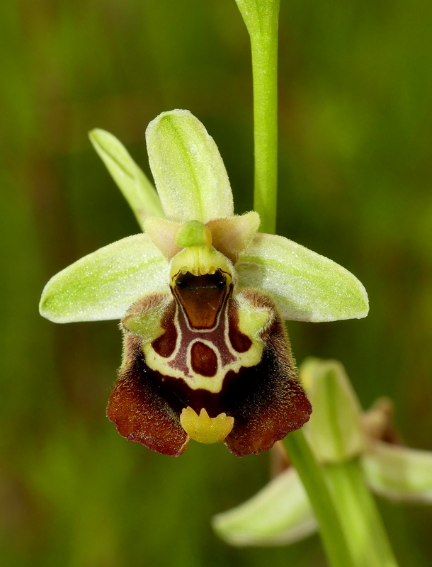 Ophrys lacaitae tra introgressioni e forme ibride  Molise 2023.